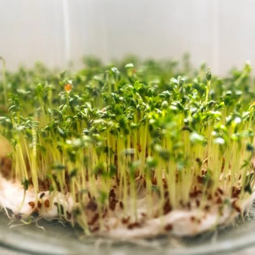 Close-up of fresh cress sprouts growing in a glass bowl, symbolizing growth and freshness.