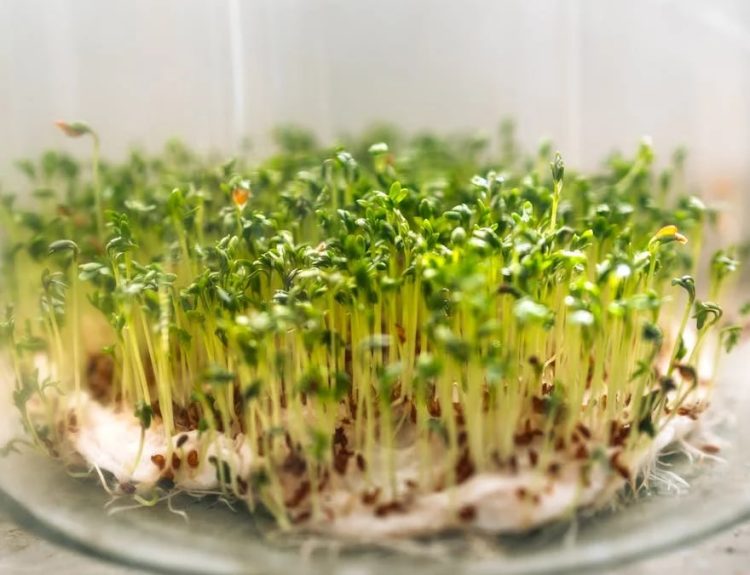 Close-up of fresh cress sprouts growing in a glass bowl, symbolizing growth and freshness.